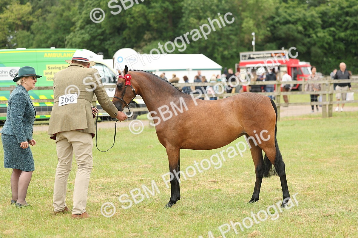SBM_05408 - Class 68-73 - Riding Pony Breeding