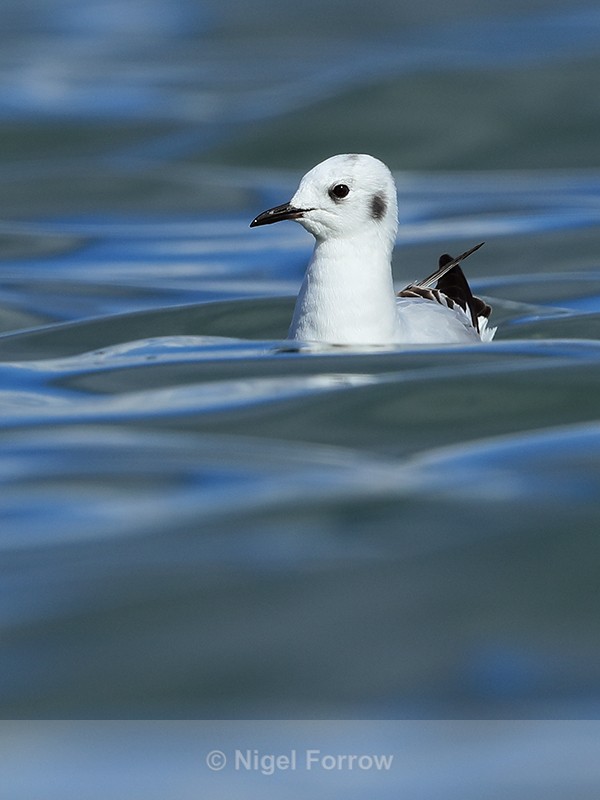 Bonaparte's Gull, head-on, Farmoor Reservoir - Bonaparte's Gull