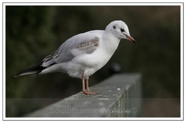  - Wildlife Wildlife