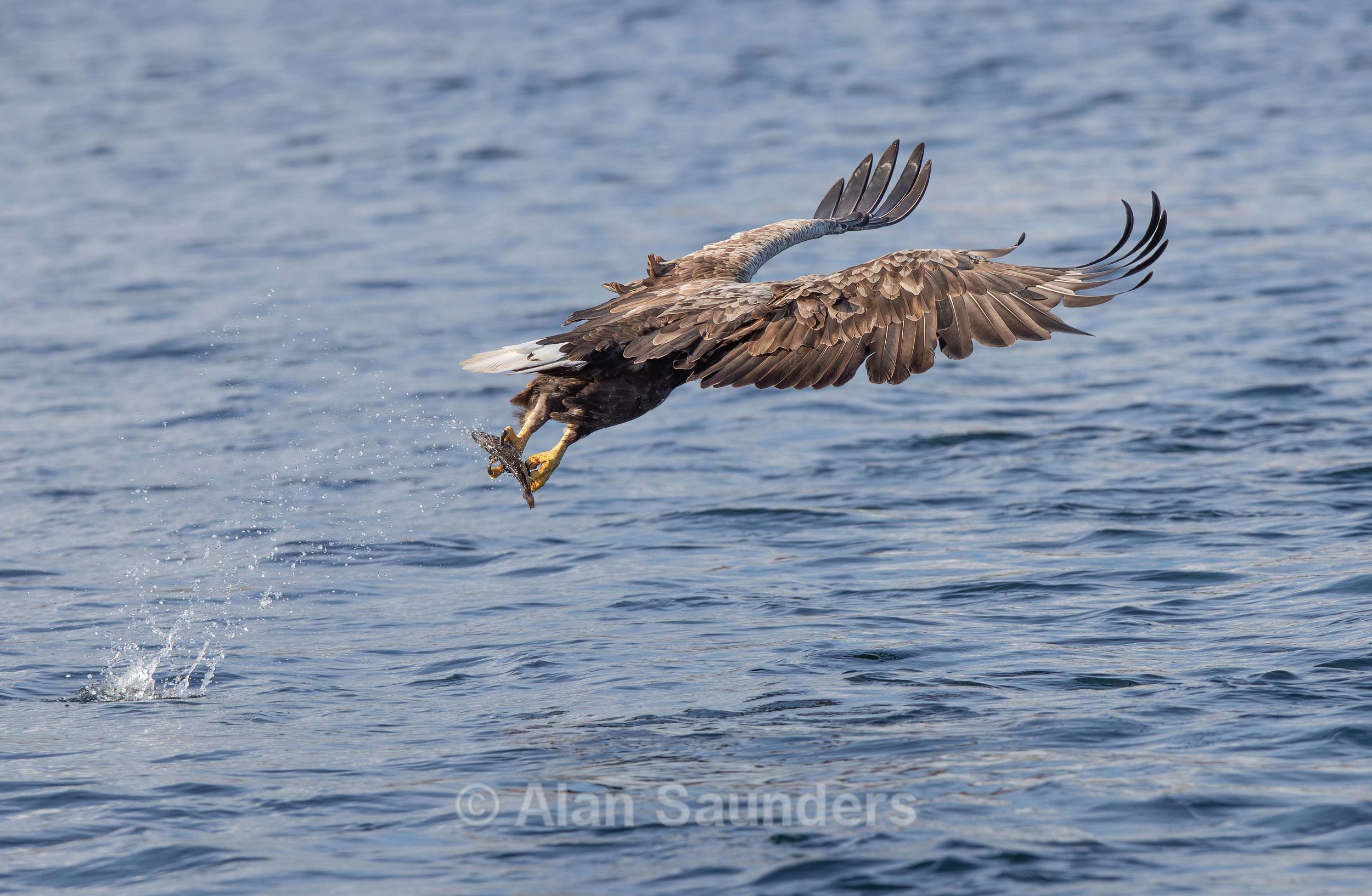 White Tailed Eagle 46