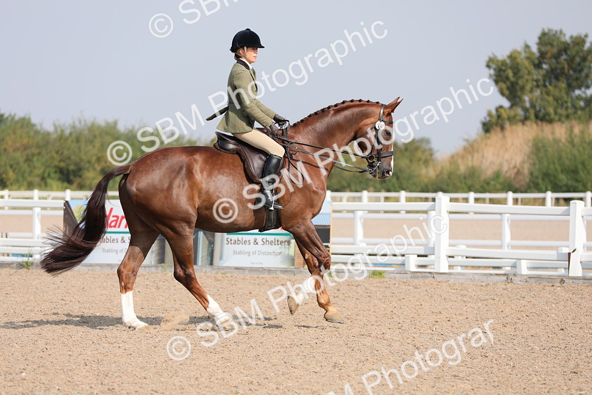 SBM_11377 - Class 305 Ridden Foreign Breeds- Pure Bred