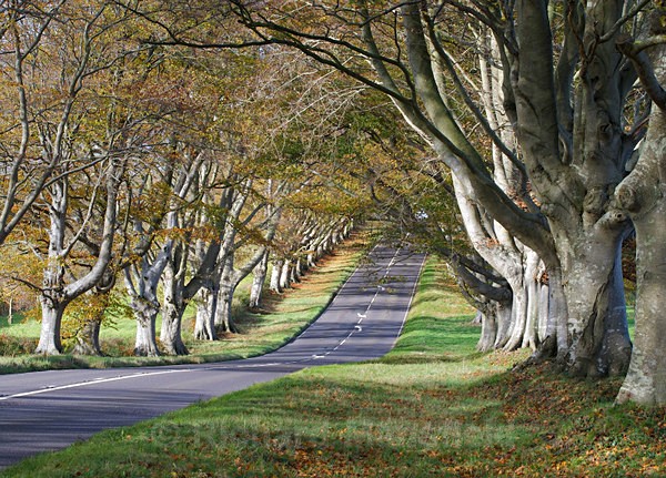 Kingston Lacey Beech Trees - Landscape