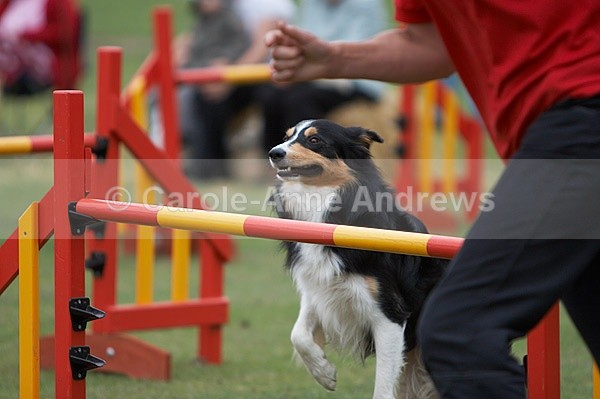  - Tendring Agility Group- St Osyth Summer Fete