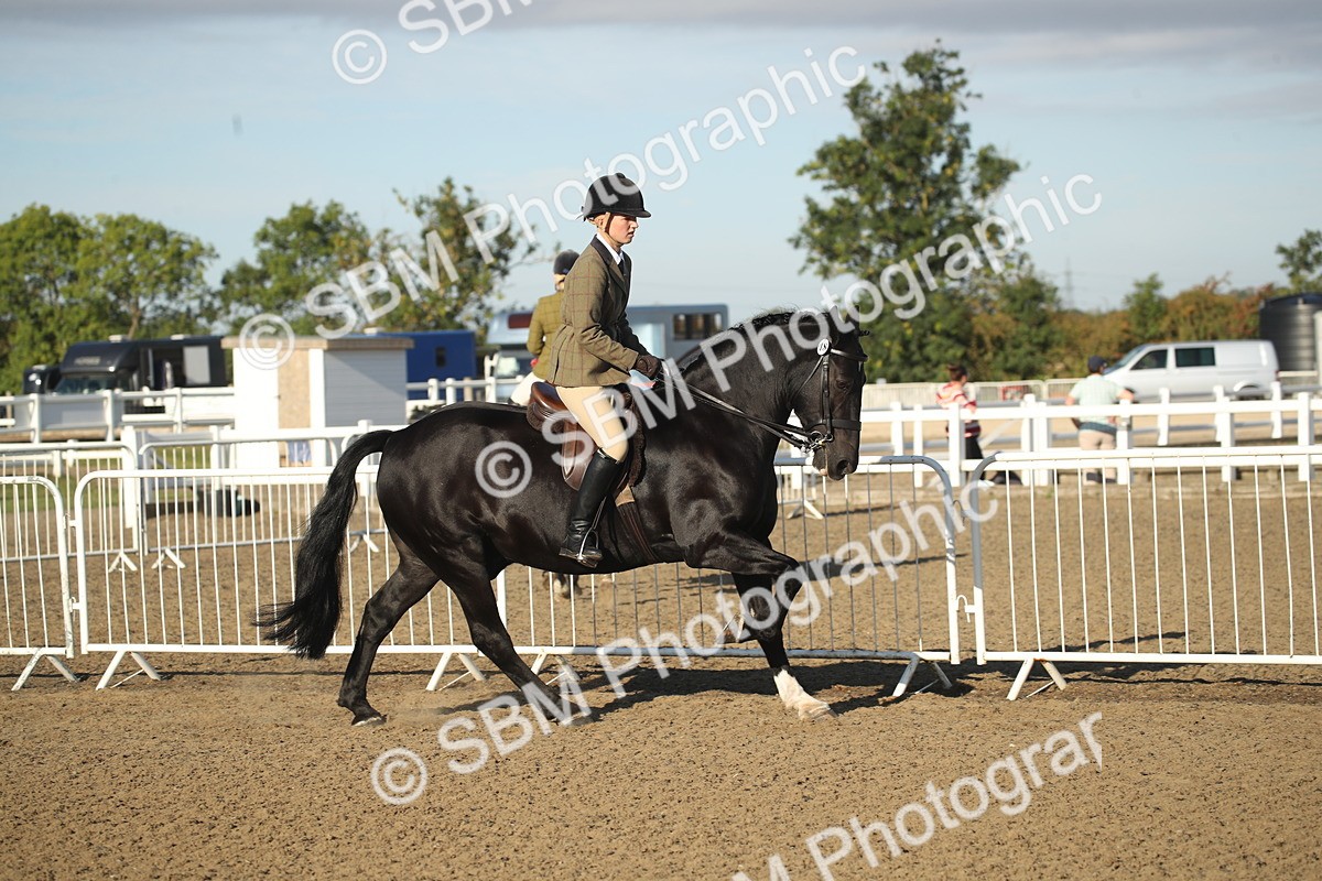 SBM_11521 - Class 502 - Riding Club Horse