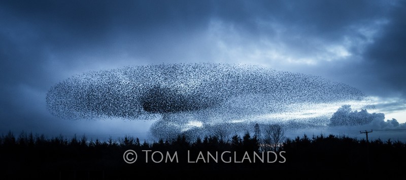 Starlings - Starlings and Murmurations
