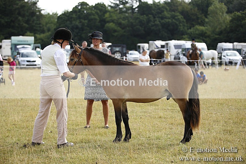 _C7A9236 - BVRC Sow 2018 Ring 2