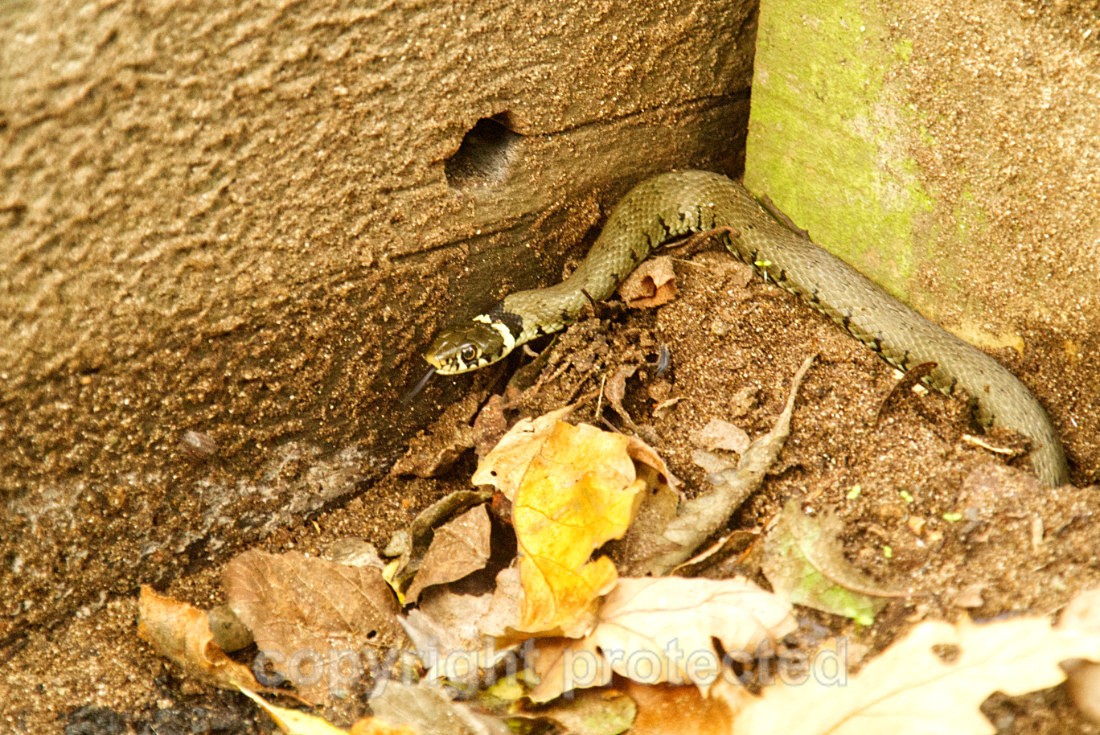 Grass Snake - RSPB Minsmere - Suffolk - Reptiles
