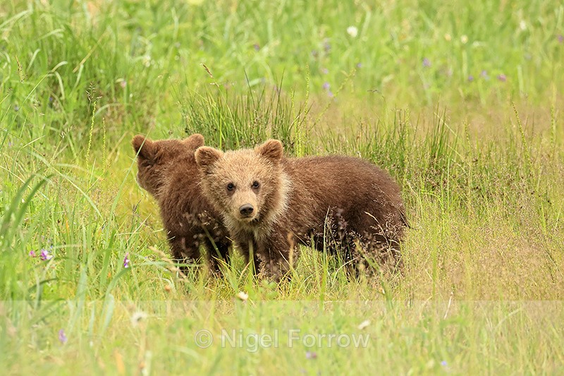 Brown Bear cub standing still, Silver Salmon Creek, Lake Clark NP - Brown Bear