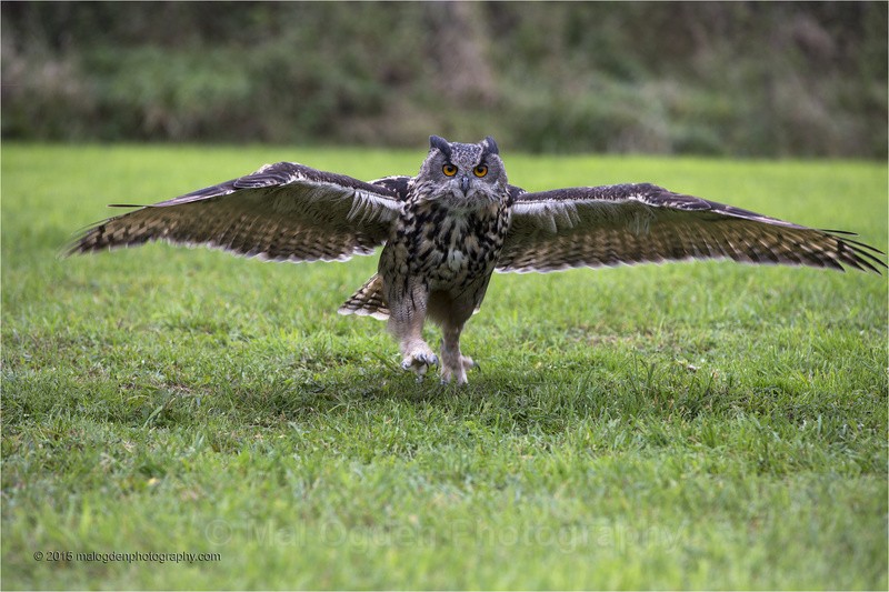 Eagle Owl - Flora & Fauna