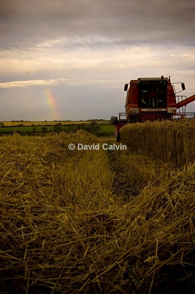 Hay Harvest - Rural