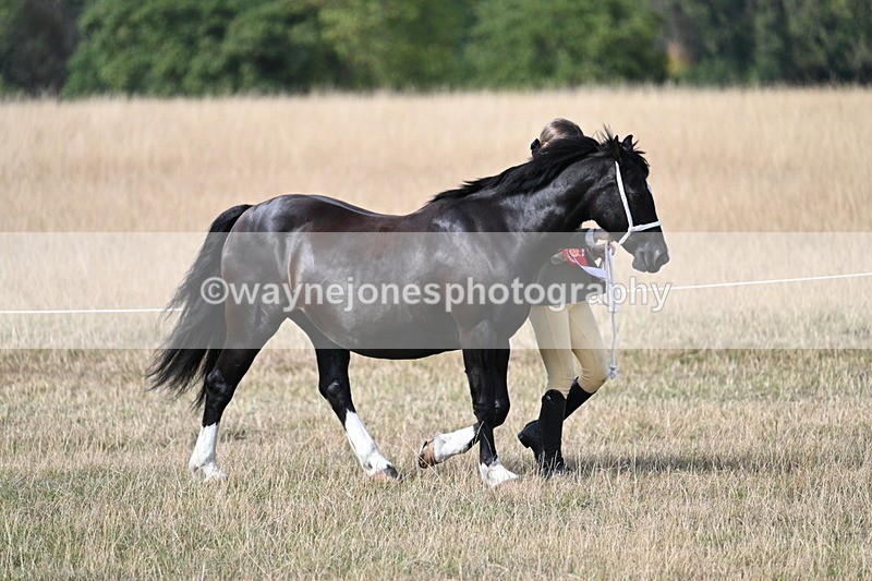 WJ7_8070 - In-hand Championship