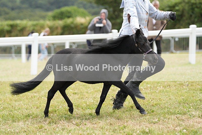 DSC06484 - Class 56: Miniature Horse 1, 2 & 3yr olds