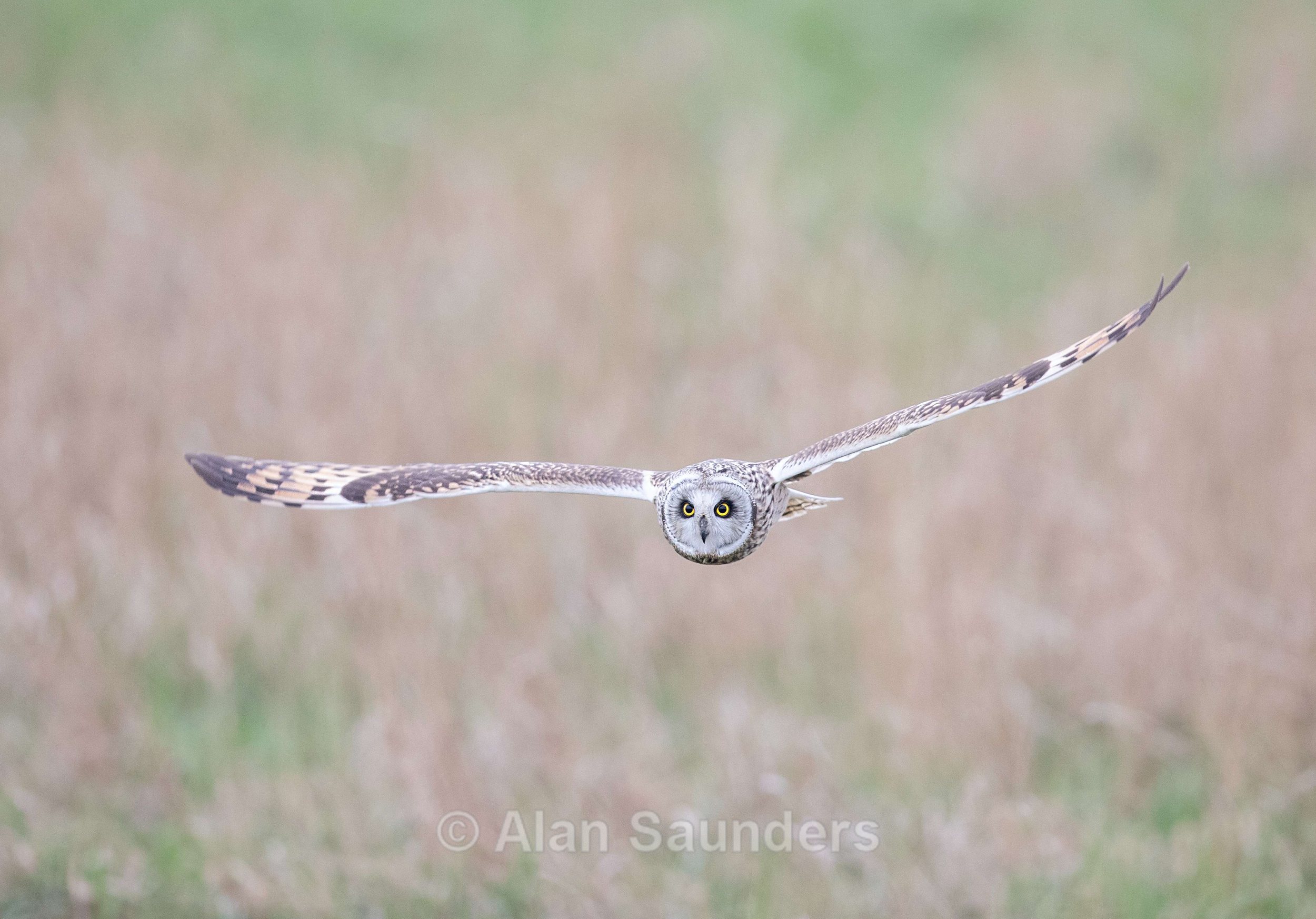 Short Eared Owl