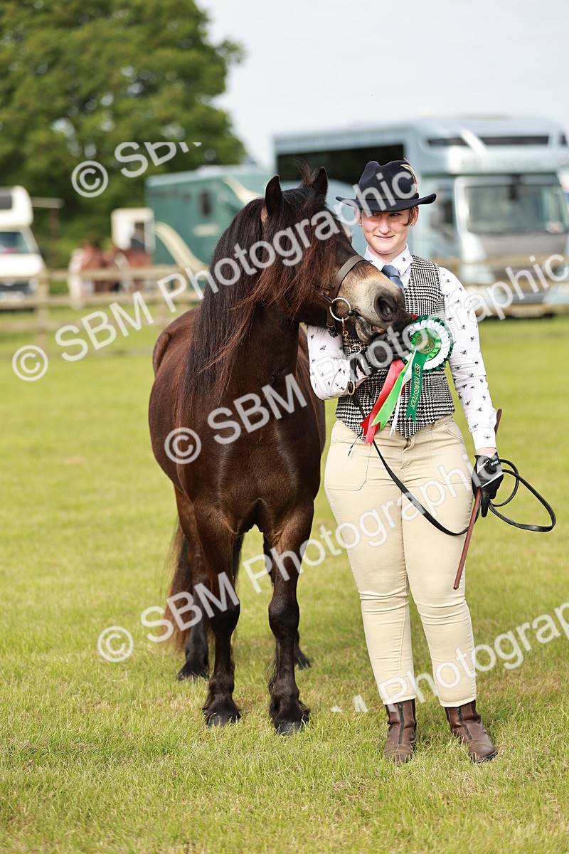 SBM_00411 - Class 14-23 - Mountain & Moorland In Hand Non Welsh