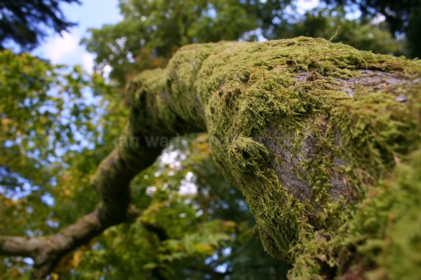 Westonbirt _WB022 - Wild Flowers,  plants & Fungus photography, Great Britain
