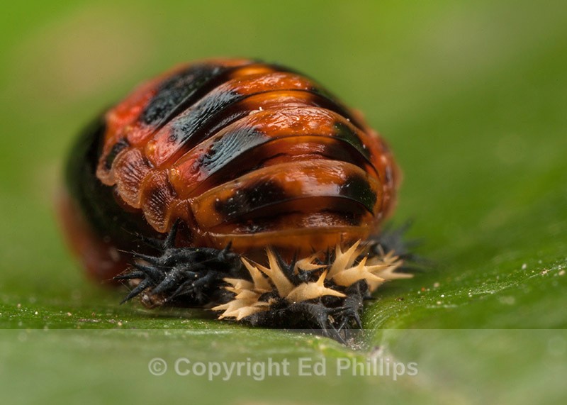 Harlequin Pupa - Harmonia axyridis (Harlequin Ladybird)