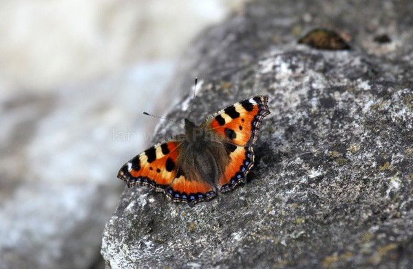 Small Tortoiseshell  _ UR001 - Insects & Snails, Great Britain