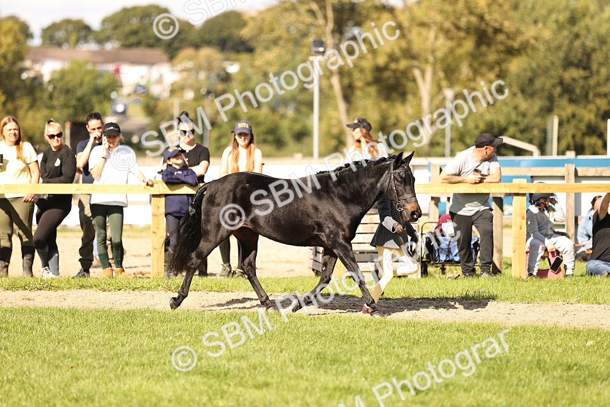 SBM_26151 - S5 - Novice & Newcomers In Hand