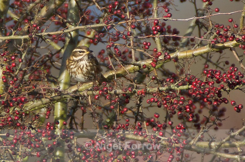 Redwing surrounded by berries - Redwing