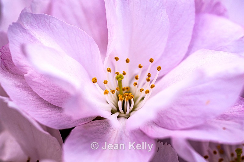 Cherry Blossom - DSC_8373 - White