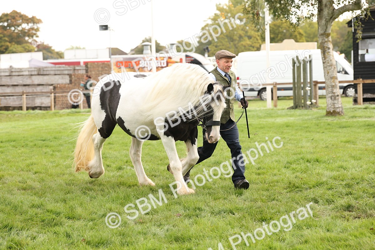 SBM_56807 - S54 - Piebald & Skewbald Horse In Hand