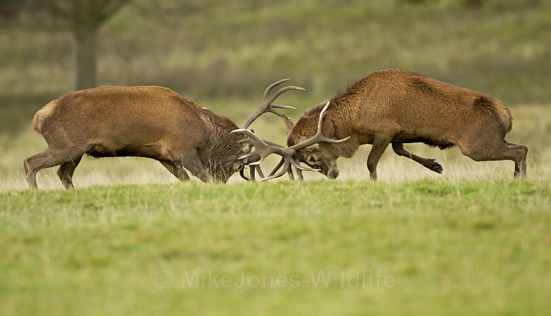 RED DEER RUT ref rdr 2 - DEER RUT FOR RED AND FALLOW DEER