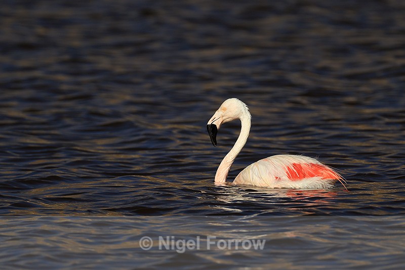 Chilean Flamingo swimming dark water background, Machuca, Chile - Chilean Flamingo