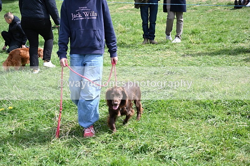 WJ6_8923 - Class 8 Best Working / Gun Dog or Bitch