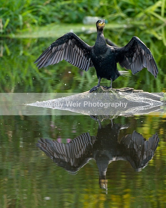 20110904-_MG_6705 - Cormorant