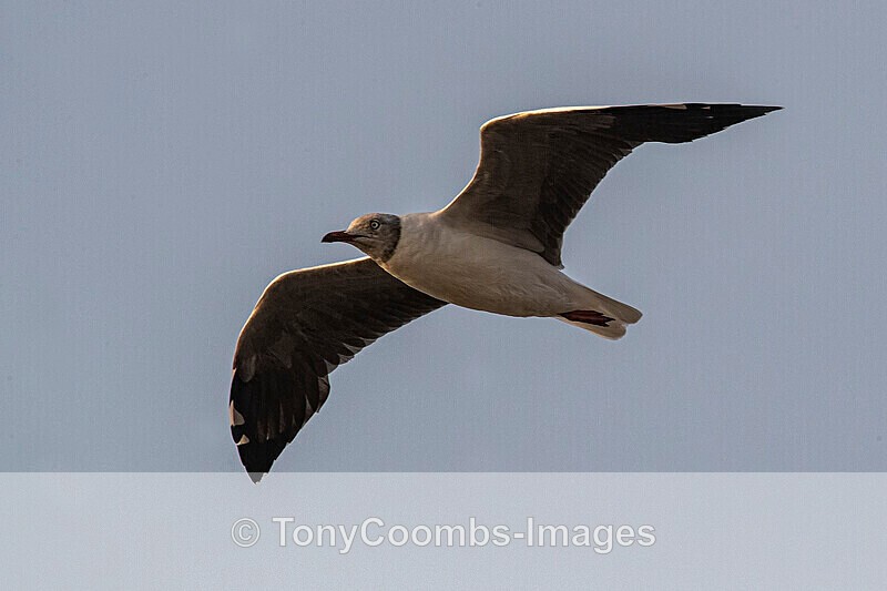 Grey-headed Gull - The Gambia