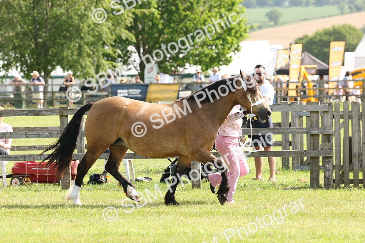 SBM_02069 - Class 6-13 - Mountatin and Moorland In Hand Welsh Breeds