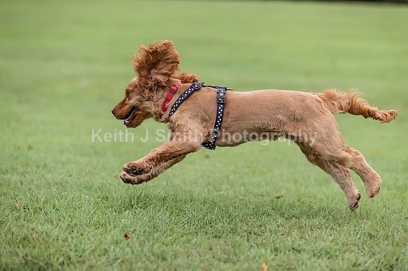0KJS4633 - Dogs in Abington Park