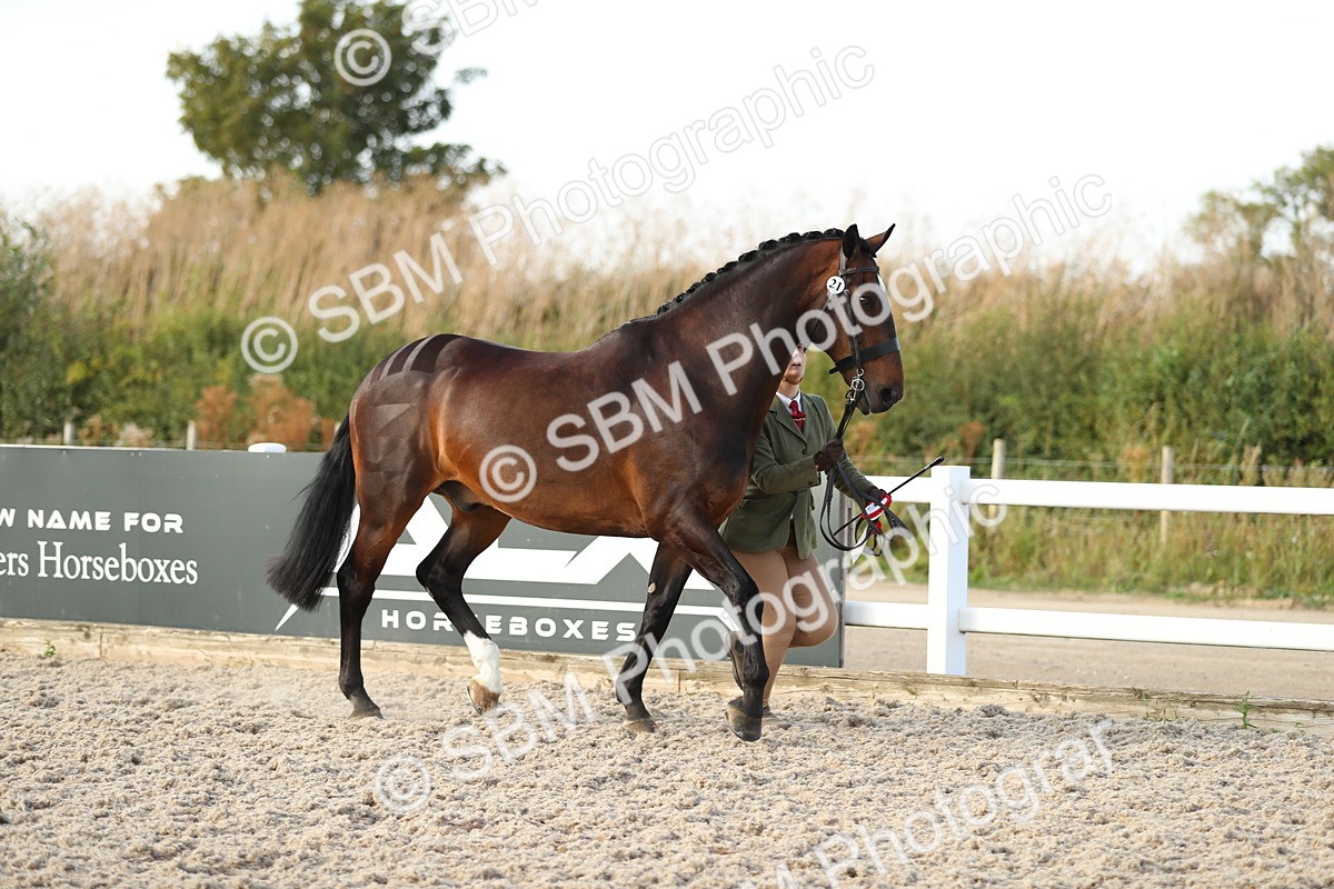 SBM_08719 - Class 28 - IH Veteran Horse