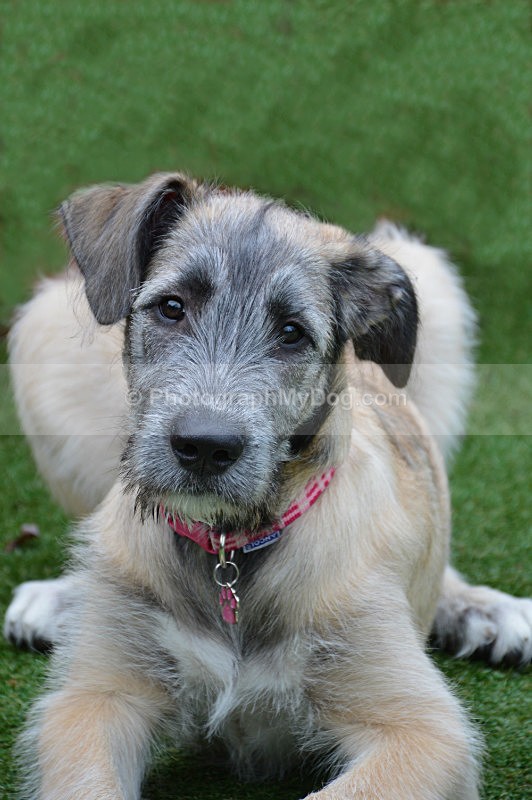  - Irish Wolfhound