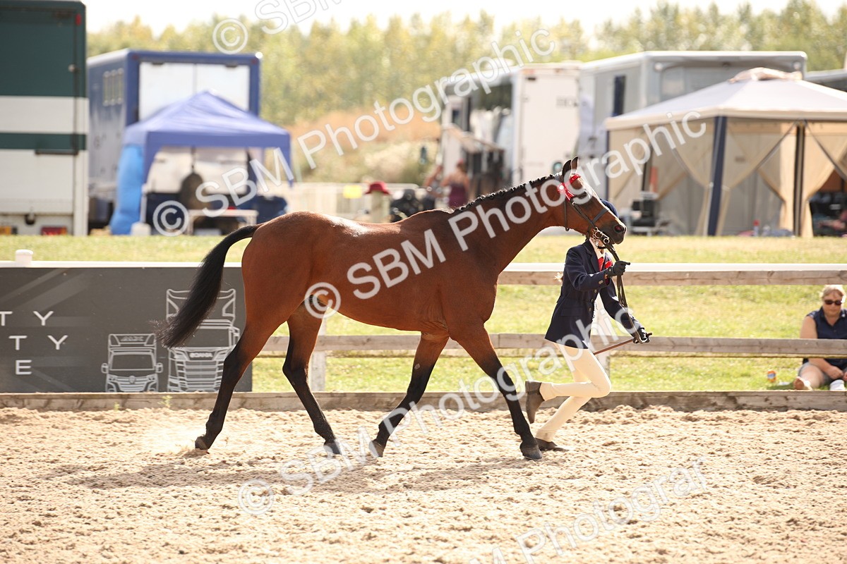 SBM_08147 - Class 27 - IH Competition Horse-Pony