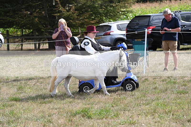 WJ6_6911 - Class 21 Shetland & Mini Horses