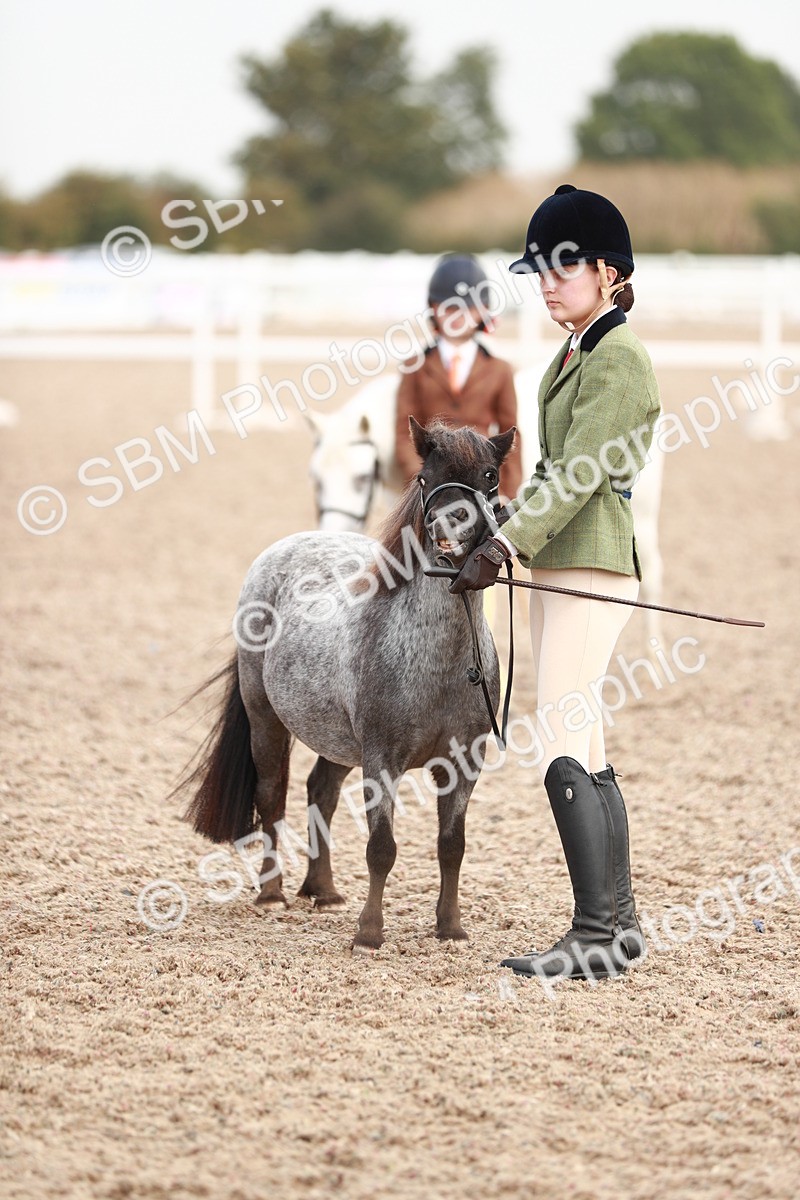 SBM_11874 - Class 206 IH Non Show Type Pony