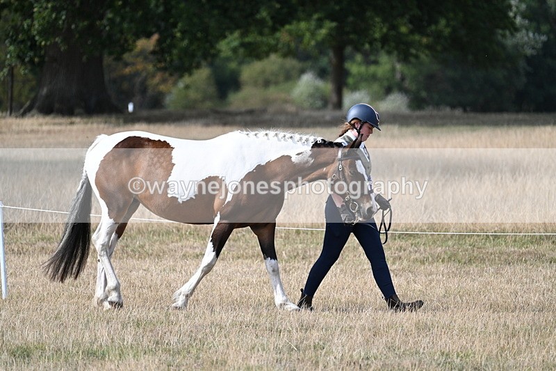 WJ7_8060 - In-hand Championship