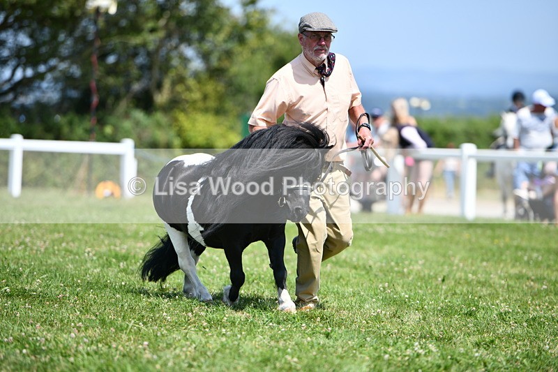 DSC_7710 - Class 64: Coloured Pony 4yrs & over