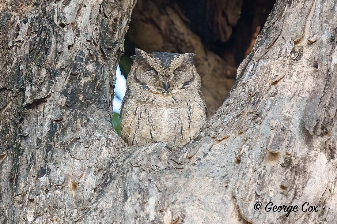 Indian Scops Owl - India