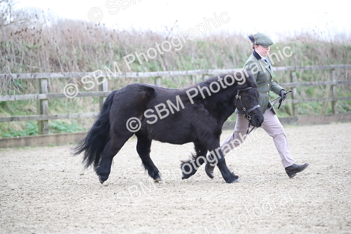 SBM_003893 - Class 1-4 - Young Stock classes Inc. In Hand Championship