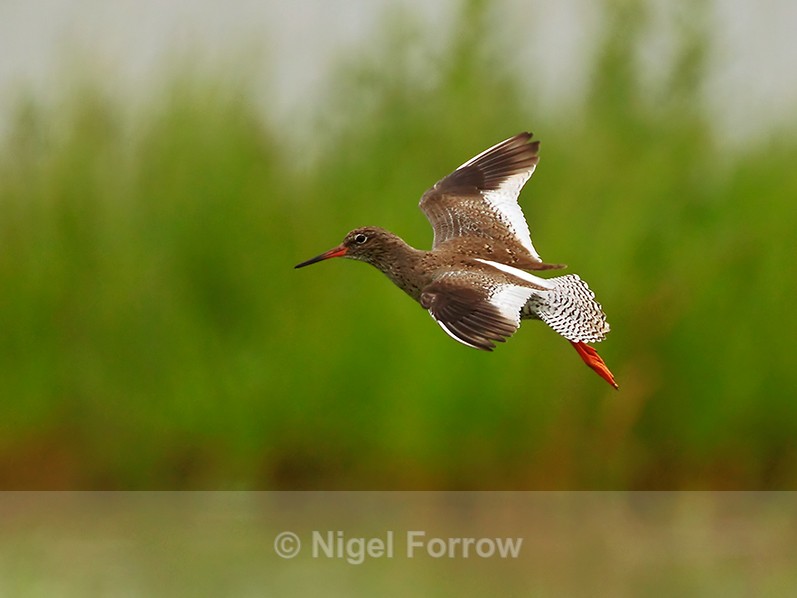 Redshank on landing approach to Greenaways at Otmoor - Redshank