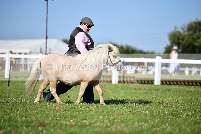 DSC_5549 - Class 49: NPS Shetland Youngstock