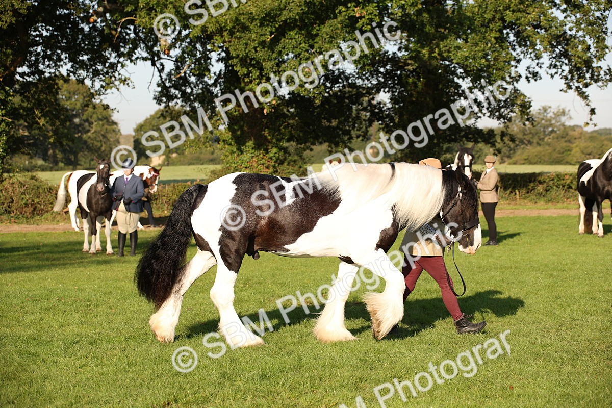 SBM_58708 - S51 - Piebald & Skewbald Horse In Hand