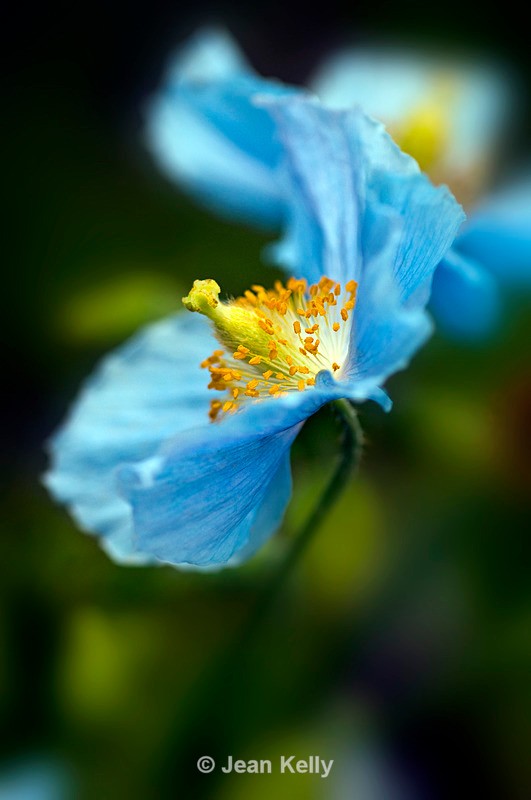 Blue flower - 5367 - Blue