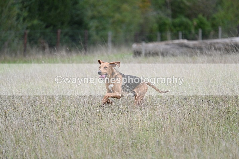 WJ7_3610 - Camera 1 Line 1