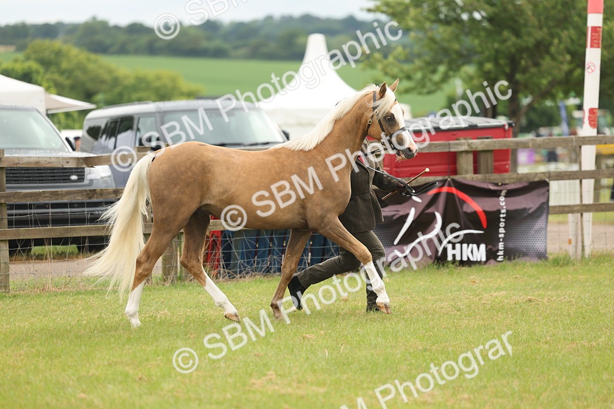 SBM_02110 - Class 50-57 - M&M Welsh Pony In Hand