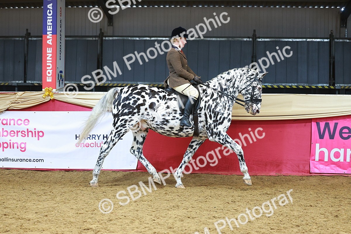 SBM_12465 - Class 103 - HOYS Veteran Qualifier - Ridden Pre Vet