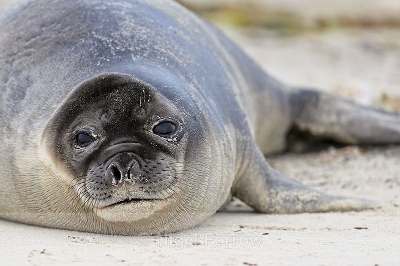 Southern Elephant Seal close view, Carcass Island, Falklands - Seal