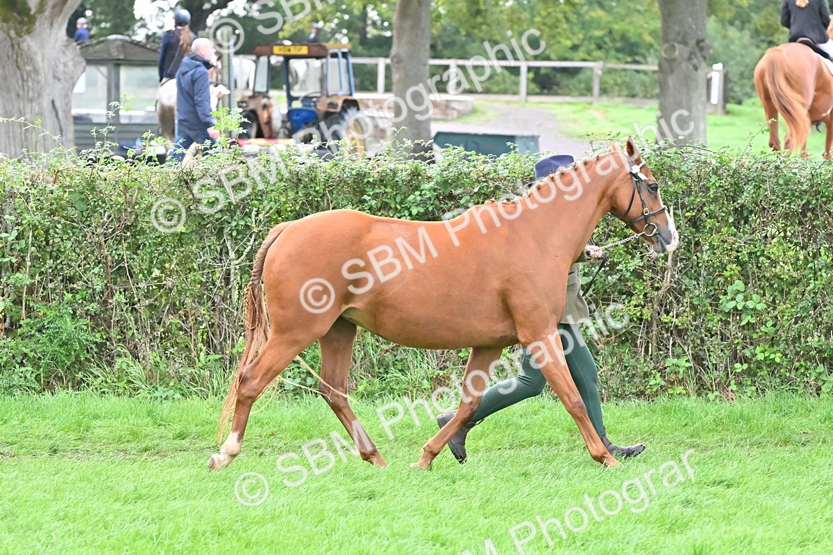 SBM_57563 - S46 - Part Bred Arab & Native Pony In Hand